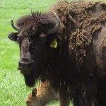 Emigrants saw them in herds of thousands of animals; the buffalo, or bison