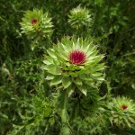A musk thistle on the prairie