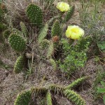 Many children of immigrants wore no shoes on their journey westward. Because of this plant, the prickly pear, they learned to be careful where they walked