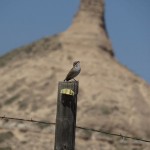 Lark sparrow in the desert of of Nebraska. Chimney Rock in the background