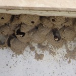Swallow nests under a bridge