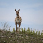 Een antilope, of pronghorn, watching me from a safe distance