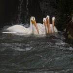 Pelicans waiting for fish at the narrow passage along the dam at American Falls