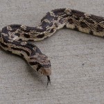 A Bull snake, warming itself on the warm concrete at the end of the day